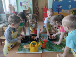 «Огород на окне». «Огород на окне».